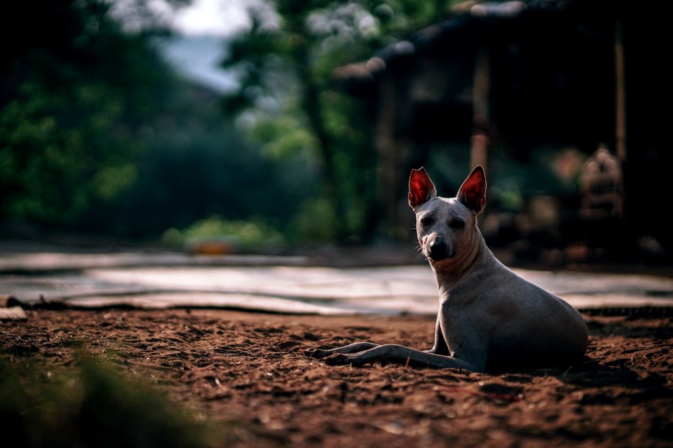 Selective Focus Photography Of Short-coated Dog photo