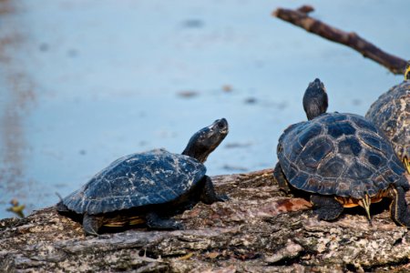 Close-Up Photography Of Turtles photo
