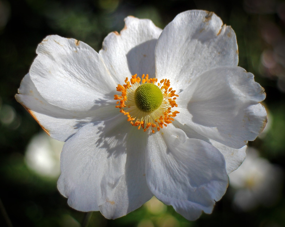 Bloom anemone autumn