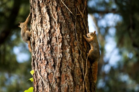 Two Squirrels On Tree Trunk