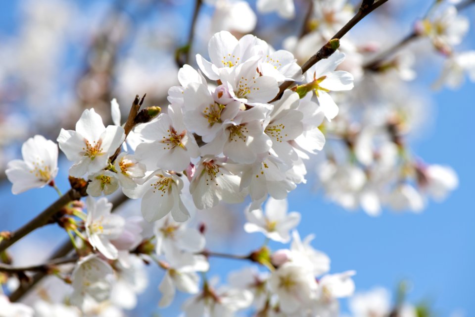 White Cherry Blossom Tree