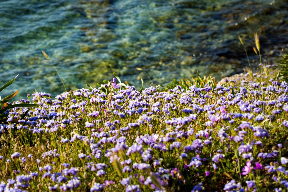 Photo Of Field Of Flowers Near Water
