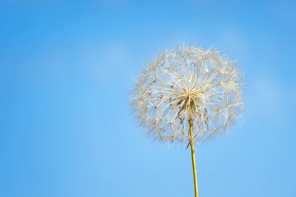 Close-up Photography Of White Dandelion