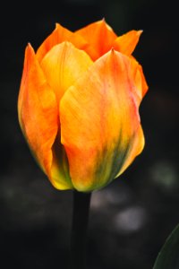 Selective Focus Photography Of Orange Tulip Flower photo
