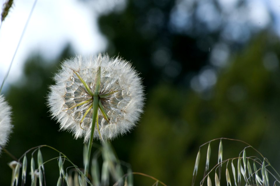 Selective Focus Photo Of Dandelion