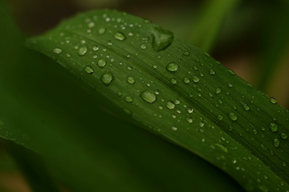 Water Dew Photo Of Green Leaf Plant