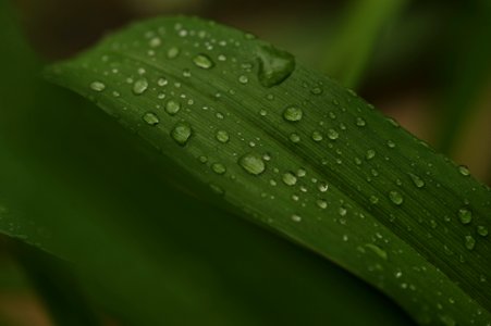 Water Dew Photo Of Green Leaf Plant photo