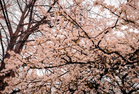 Photography Of Cherry Blossoms photo