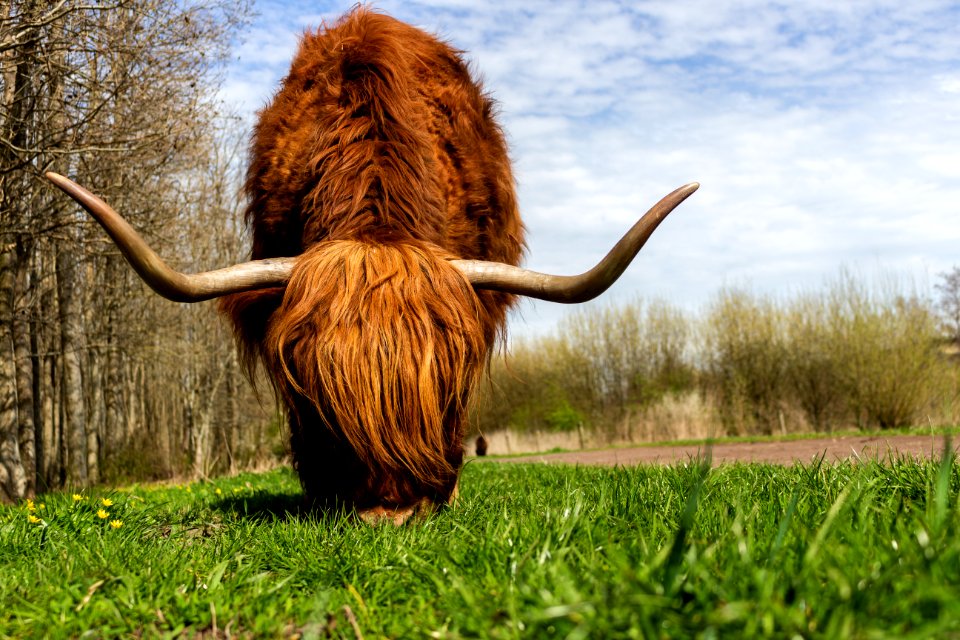 Shallow Focus Photography Of Brown Highland Cow
