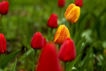 Shallow Focus Photography Of Red And Yellow Flowers photo