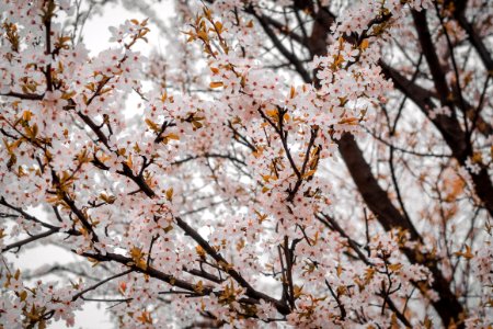 Close-Up Photography Of Cherry Blossom photo
