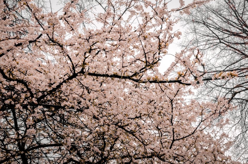 Photography Of Tree Branches With Flowers
