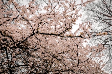 Photography Of Tree Branches With Flowers