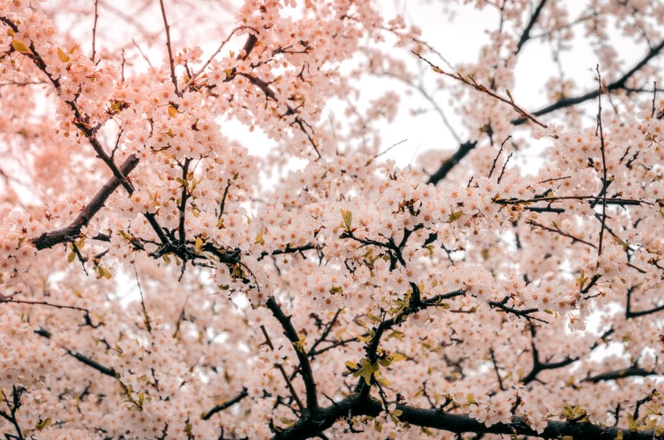 Photography Of Cherry Blossom