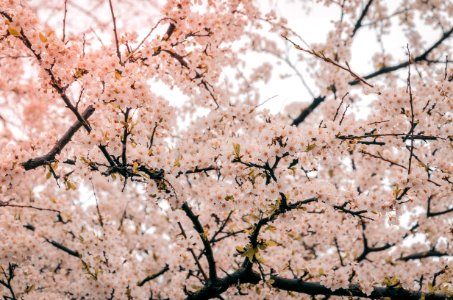 Photography Of Cherry Blossom photo
