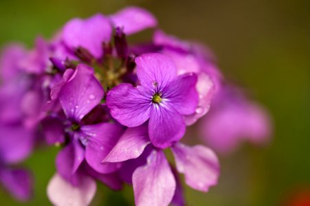 Shallow Focus Photography Of Purple Flowers photo