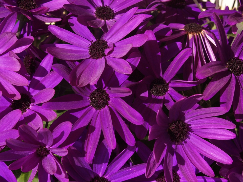 Plants nature bloom