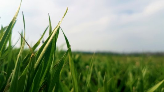 Shallow Focus Photography Of Green Grass Field photo