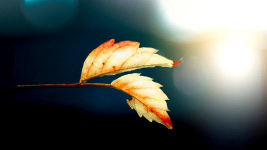 Two White Leafs