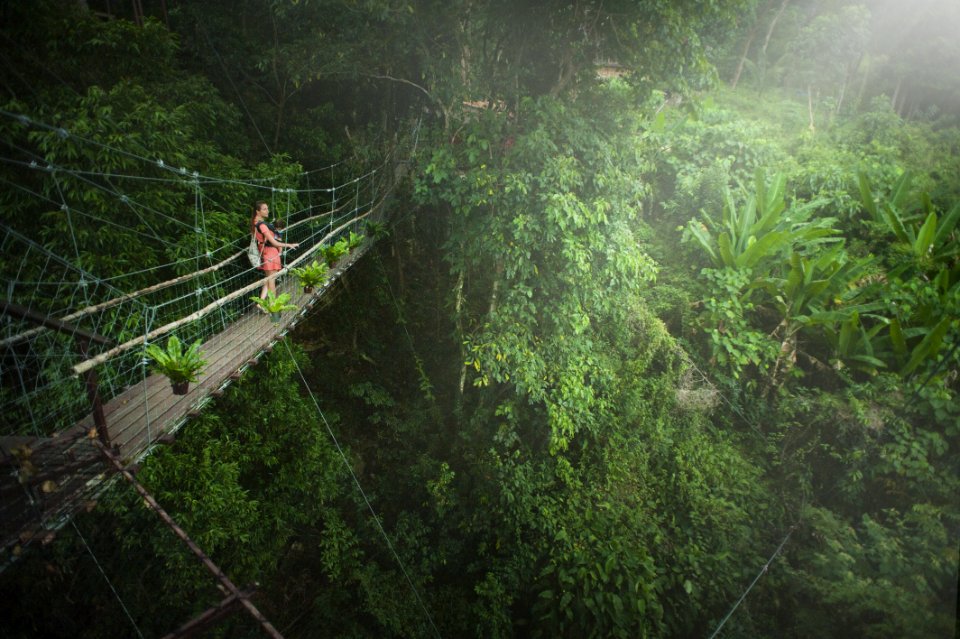 Girl Wearing Pink Dress Standing On Bridge Above Trees