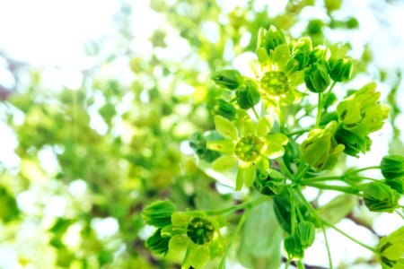 Tilt Shift Photography Of Green Flowers