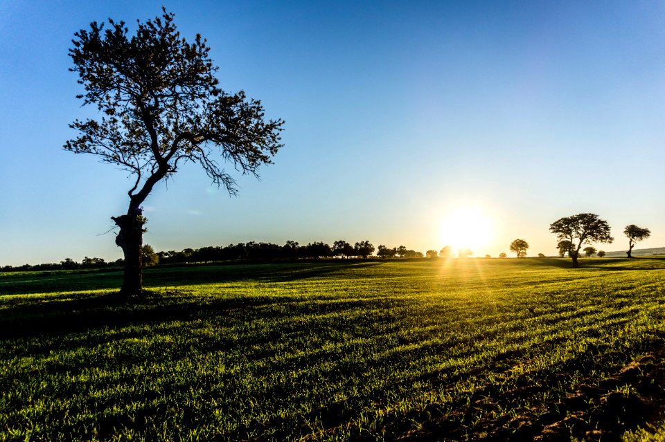 Solitary Tree On Field At Sunrise
