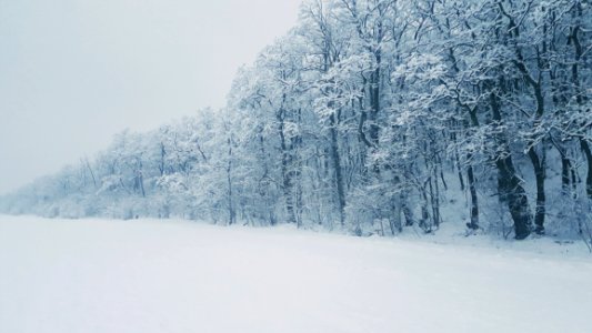 Snow Covered Tree photo