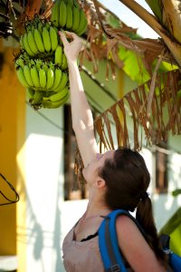 Woman Picking Unripe Bananas