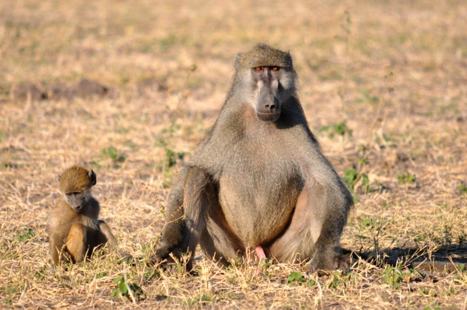Fauna Mammal Wildlife Baboon