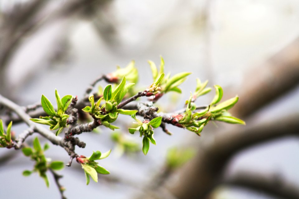 Shallow Focus Photography Of Green Leaves