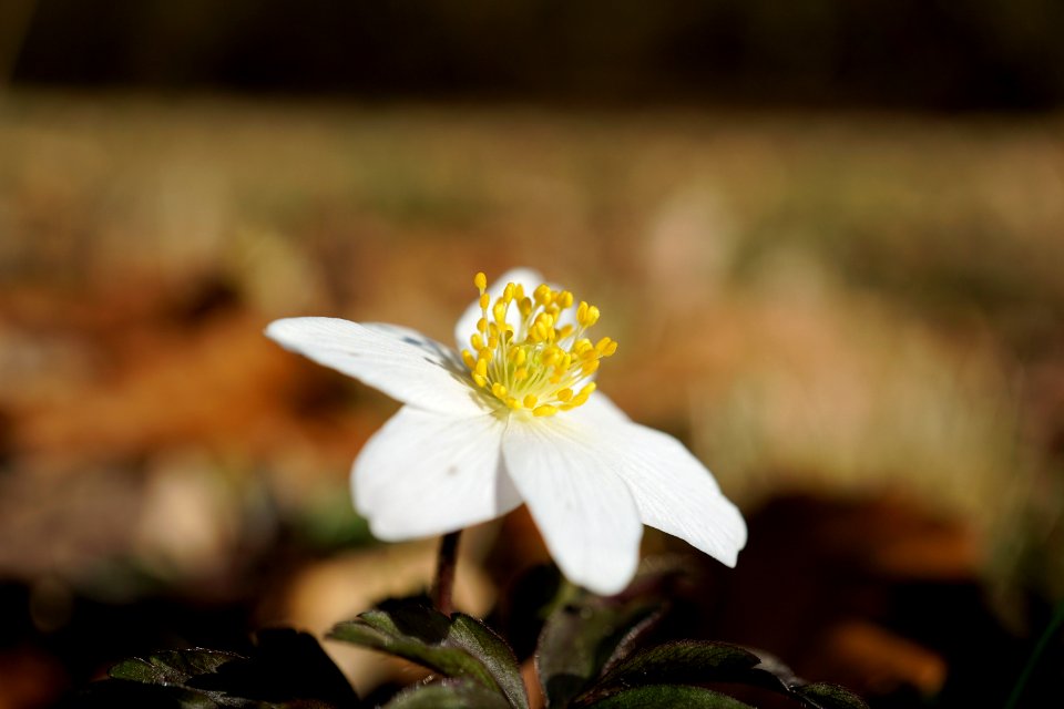 Flower Flora Plant Spring