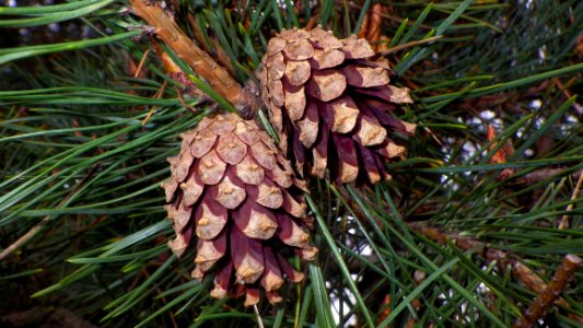 Conifer Cone Pine Nut Pine Family Plant photo