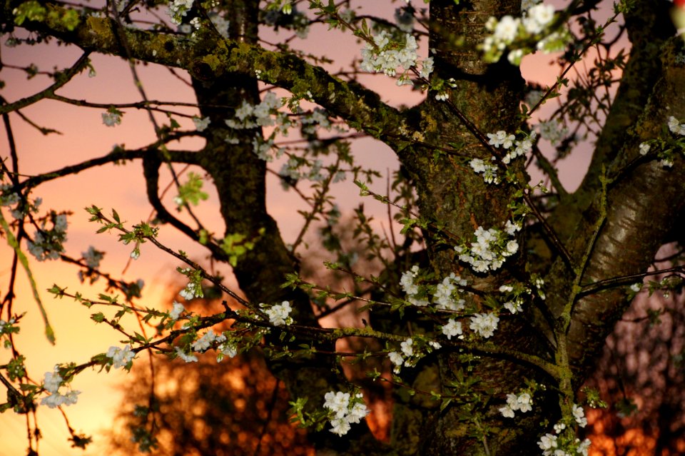 Branch Tree Plant Spring