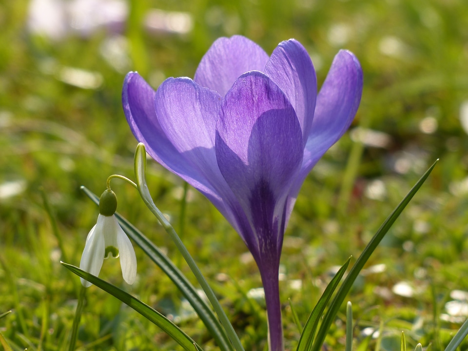 Blue bloom blossom