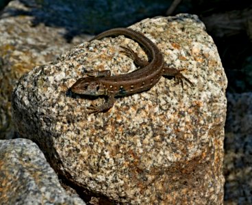 Reptile Lizard Scaled Reptile Lacertidae photo