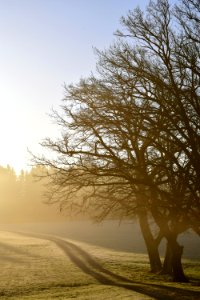 Tree Winter Sky Branch photo