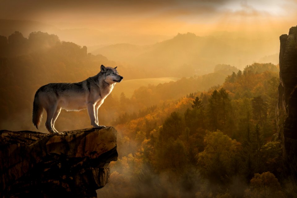 Wildlife Atmosphere Sky Wolf