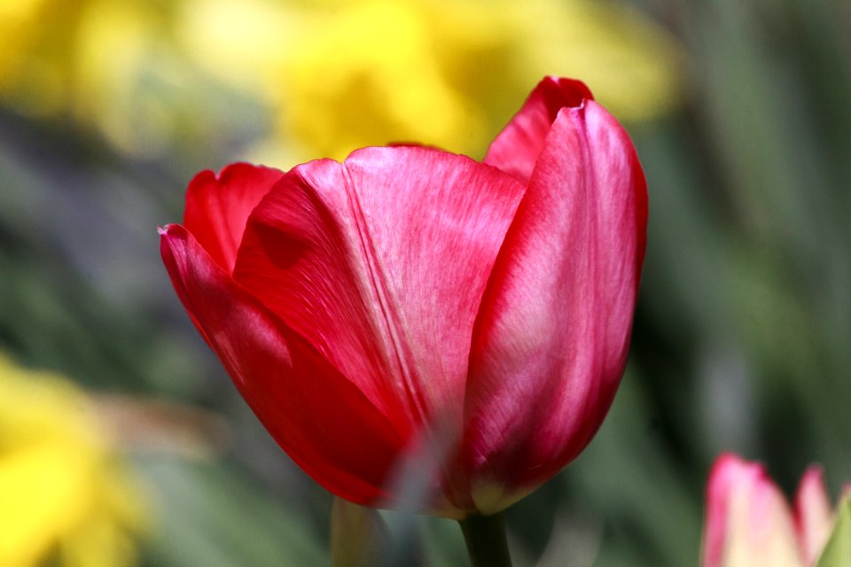 Flower Red Tulip Flowering Plant