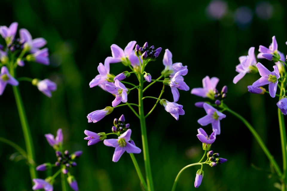 Flower Plant Flora Purple