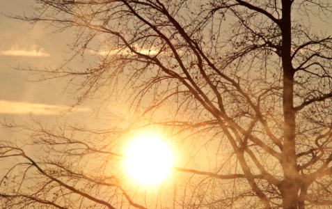 Sky Branch Tree Sun photo