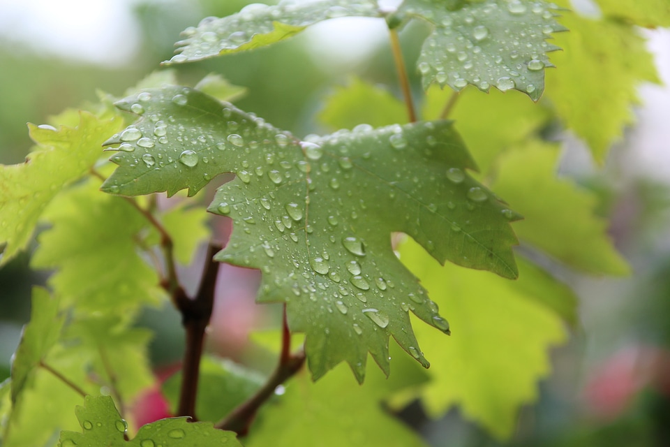 Droplets greens plants