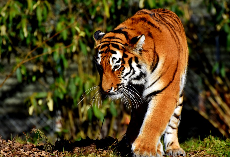 Tiger Wildlife Terrestrial Animal Mammal photo