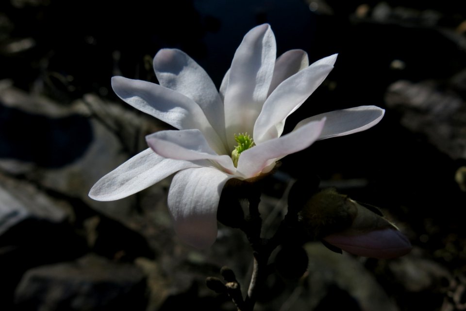Flower Plant Flora Flowering Plant