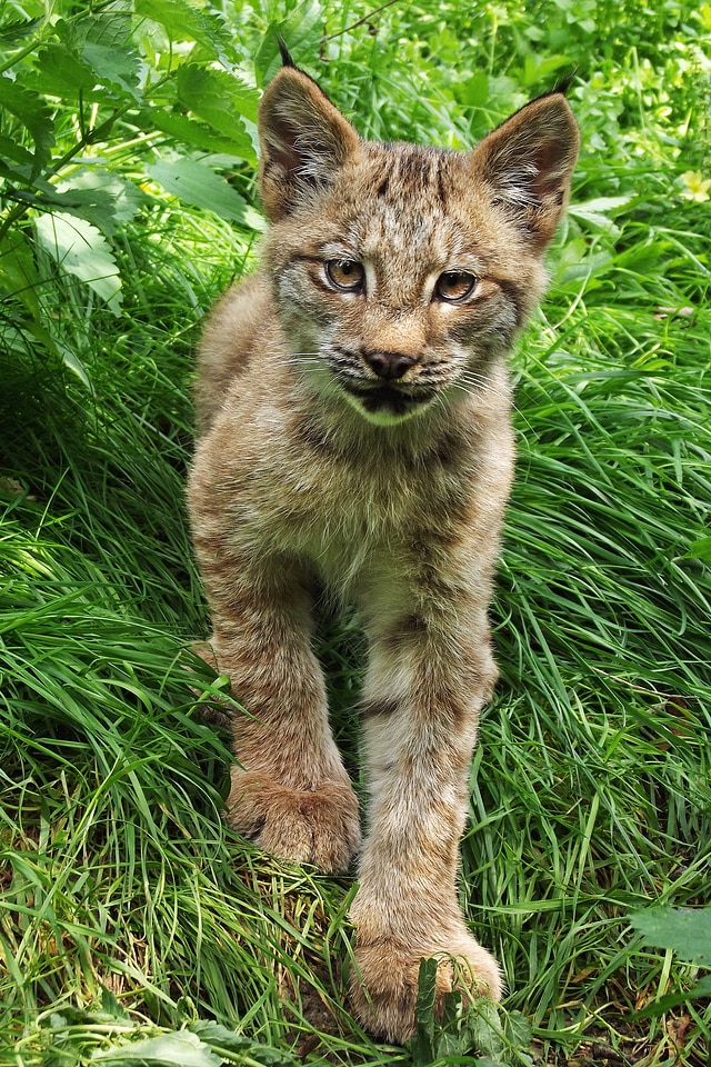 Cub beast feature