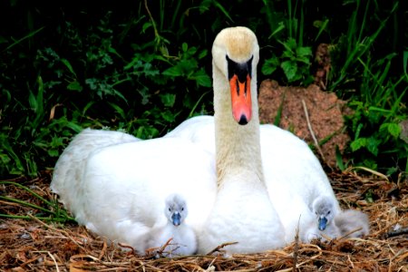 Bird Fauna Beak Water Bird