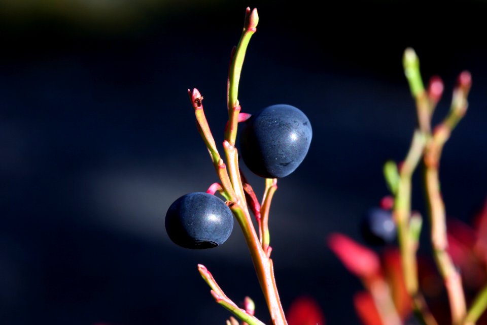 Plant Close Up Twig Macro Photography