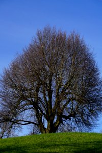 Tree Sky Woody Plant Branch photo