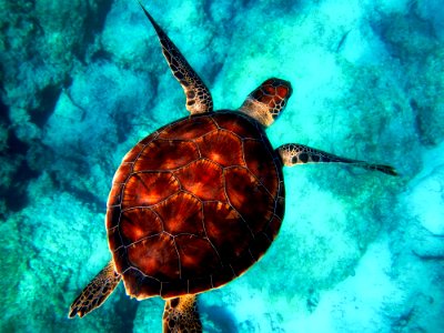 Sea Turtle Turtle Marine Biology Loggerhead