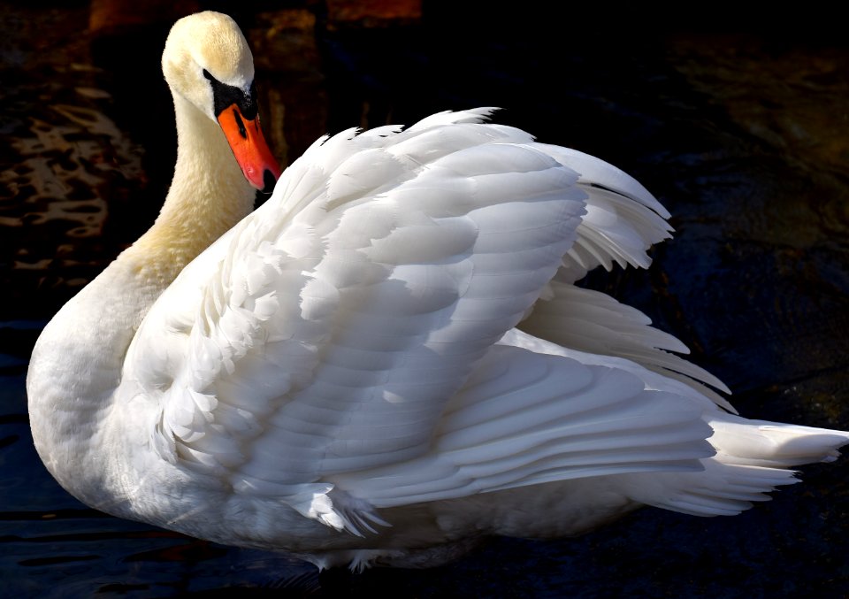 Swan Bird Water Bird Ducks Geese And Swans