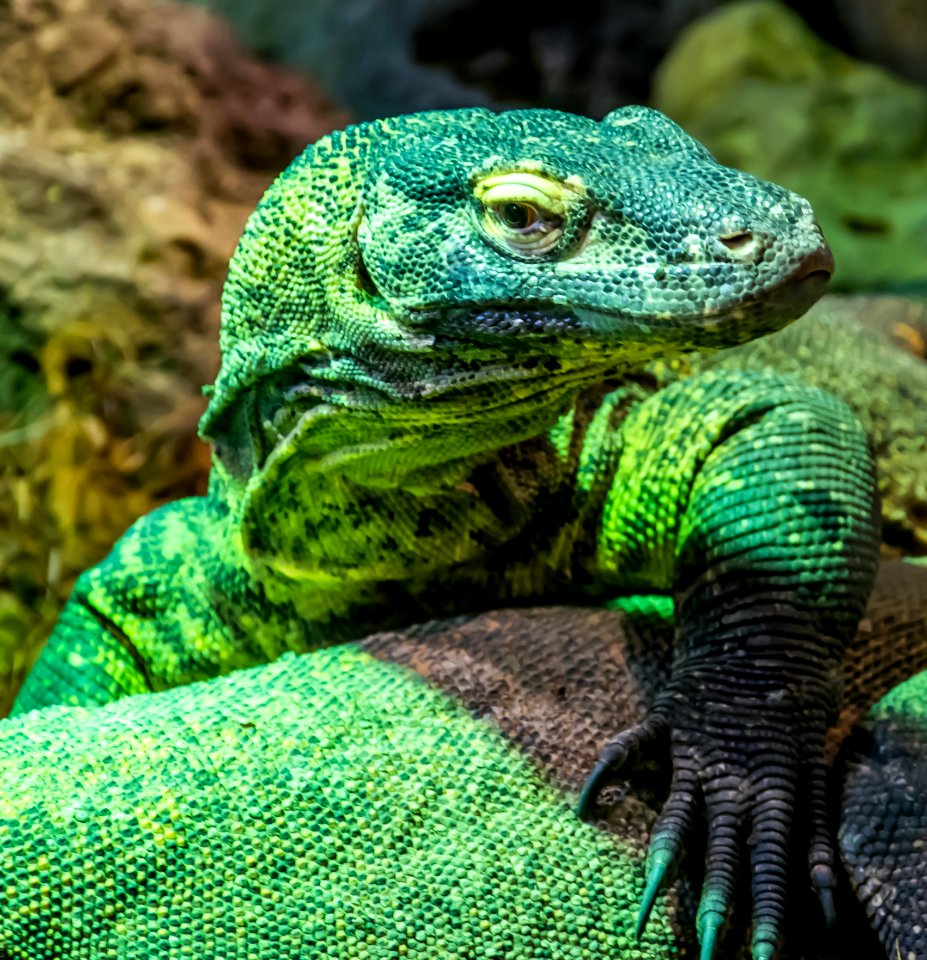 Reptile Scaled Reptile Green Lacertidae